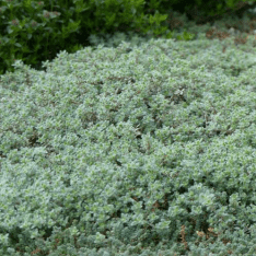 Des images de diff�rentes plantes